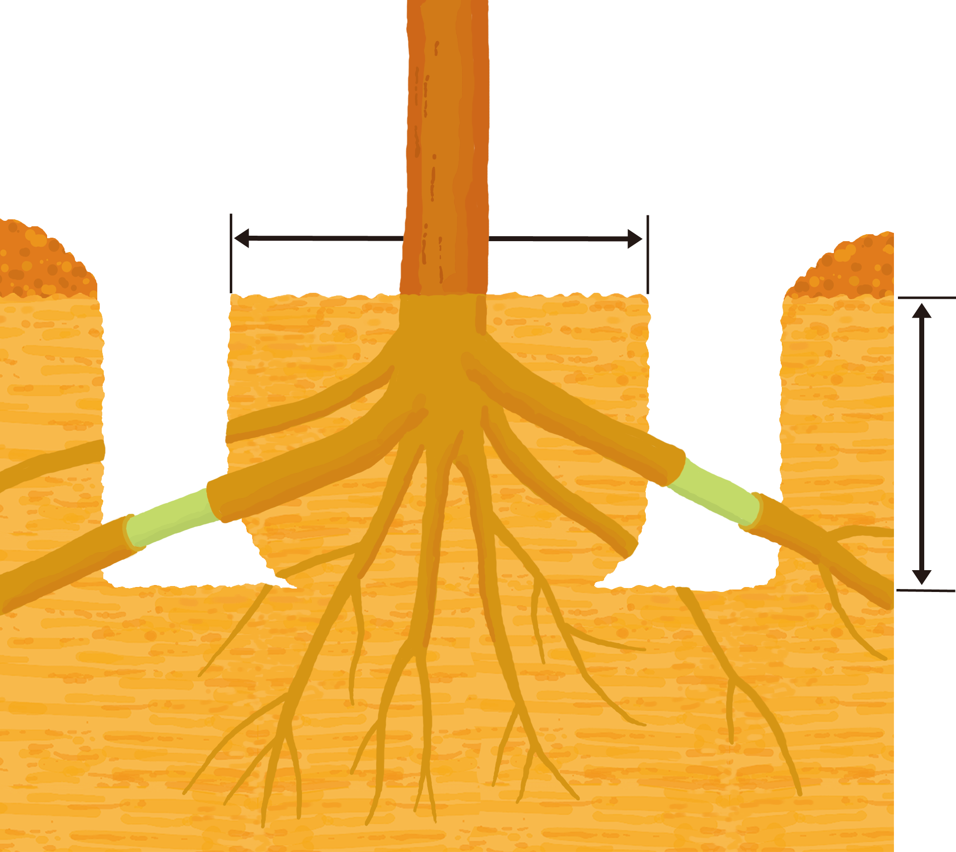 2m以上の大きな木の根回し