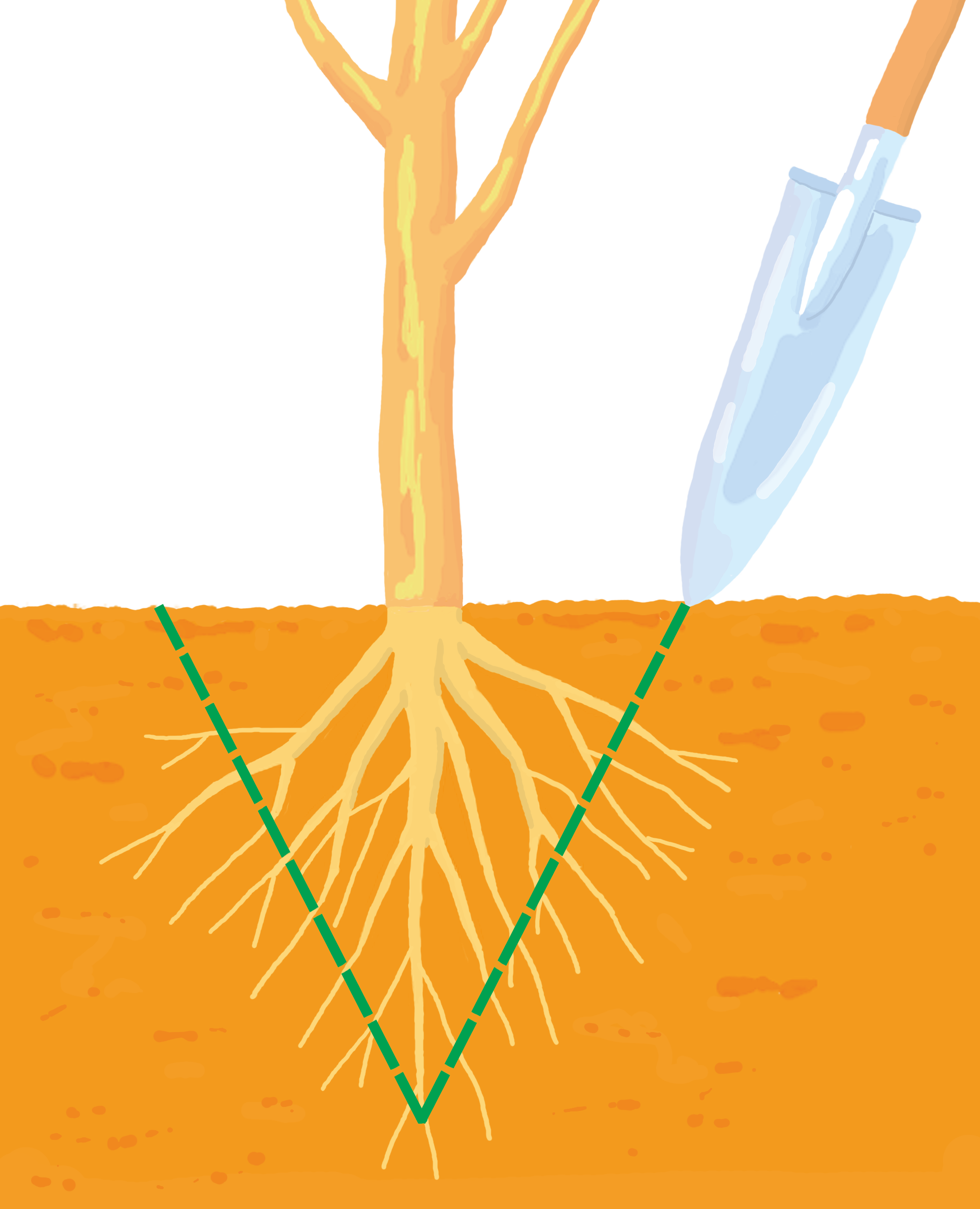 2m前後までの小さな木