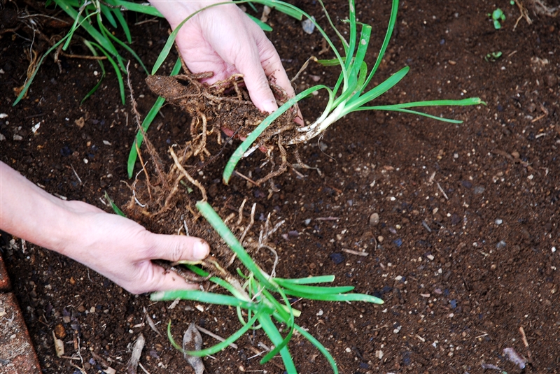 ② 1株に3~4芽つけて、手で割る。