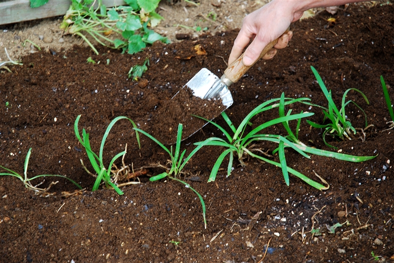 ③ 株間を30~60㎝とって植えつける。