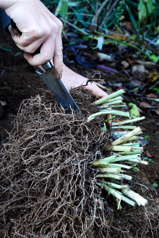 ③ 株間を30~60㎝とって植えつける。