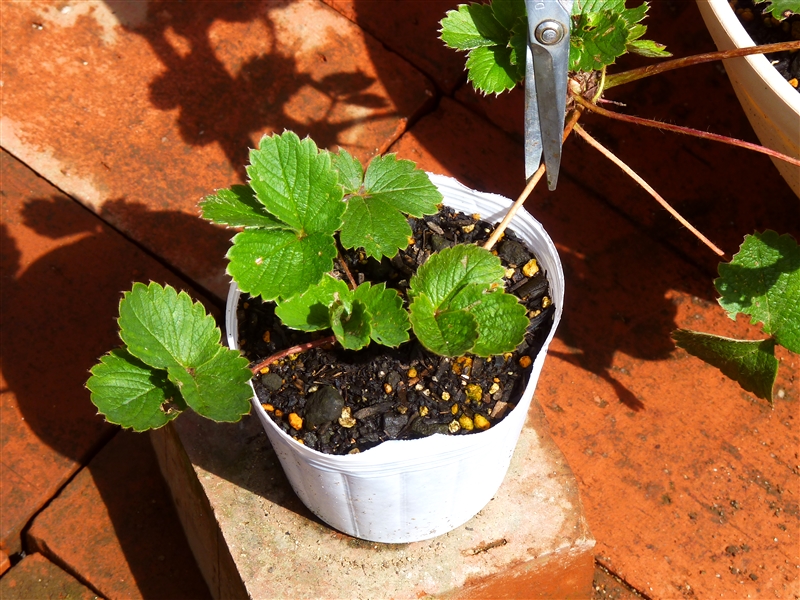 ② 根づいたら親株側のランナーを3~5㎝残して切り離し、秋の植え付けまで管理する。