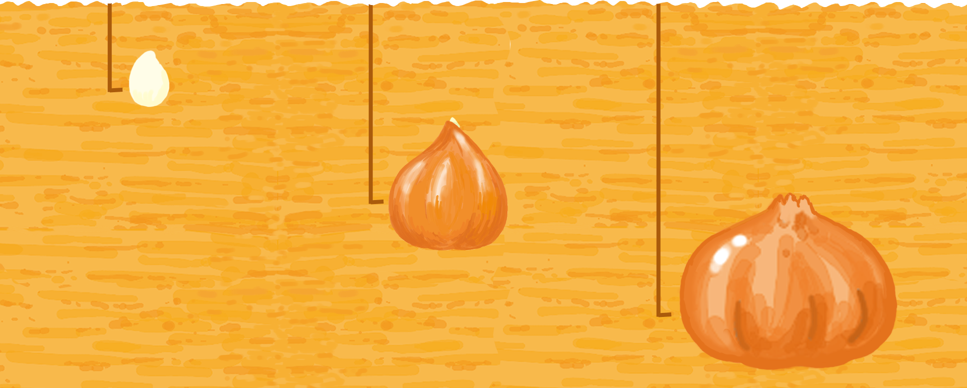 ⑤ 植え付け適期は4~5月。大きな球根は10㎝、小さな球根は5~6㎝、木子は2~3㎝の深さに植える。