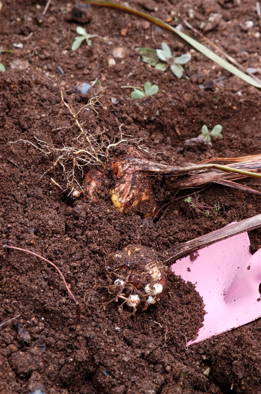① 10月上~中旬、葉が黄色くなってきたら木子を落とさないように掘り上げる。