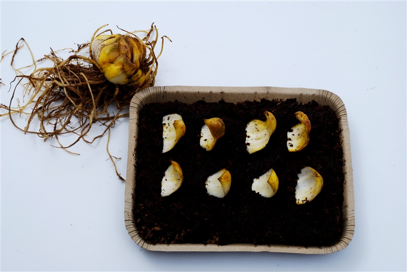 ① 大きな球根を選び、鱗片を1枚ずつ15~30枚はがす。外側の1列は除いてバーミキュライトに浅くさし、挿し床を乾かさないようにする