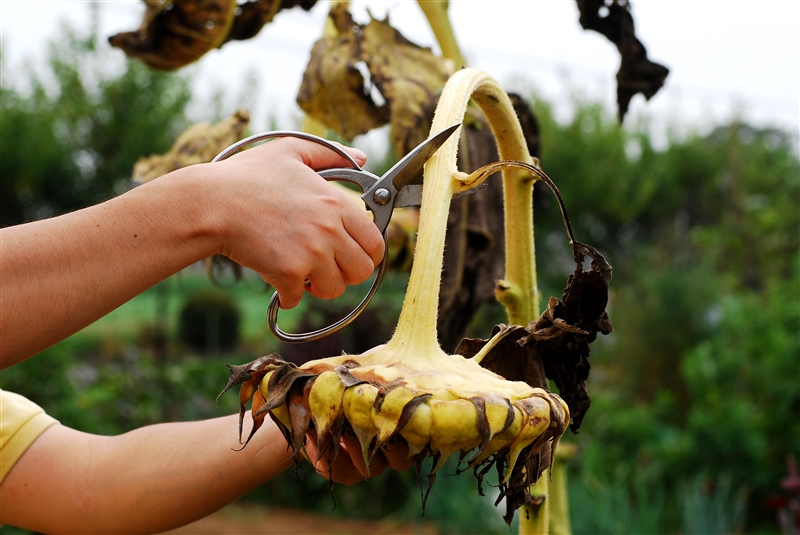 ① 9月の終わりごろ、花が下を向いたら切り取る。