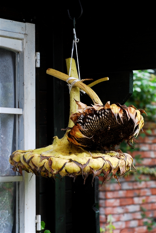 ② 風通しのよい軒下などに吊るし、7~10日ほど乾燥させる。