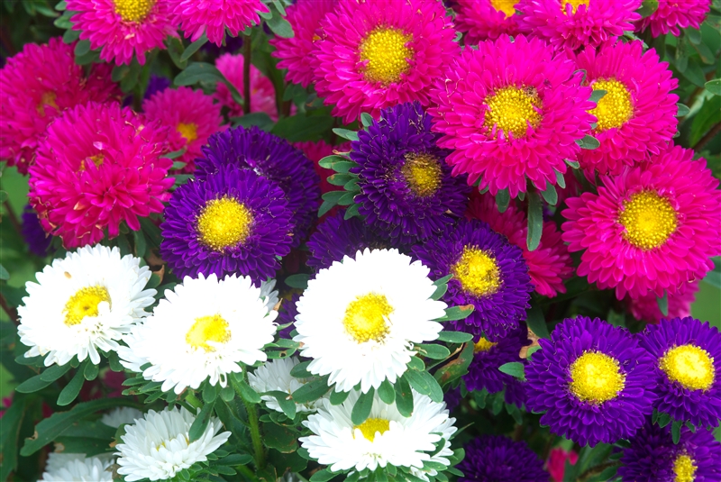 アスター(キク科)