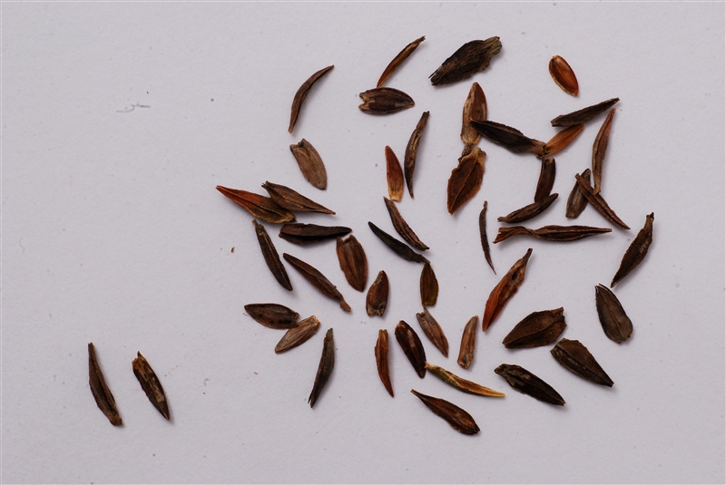 ジニア(キク科)