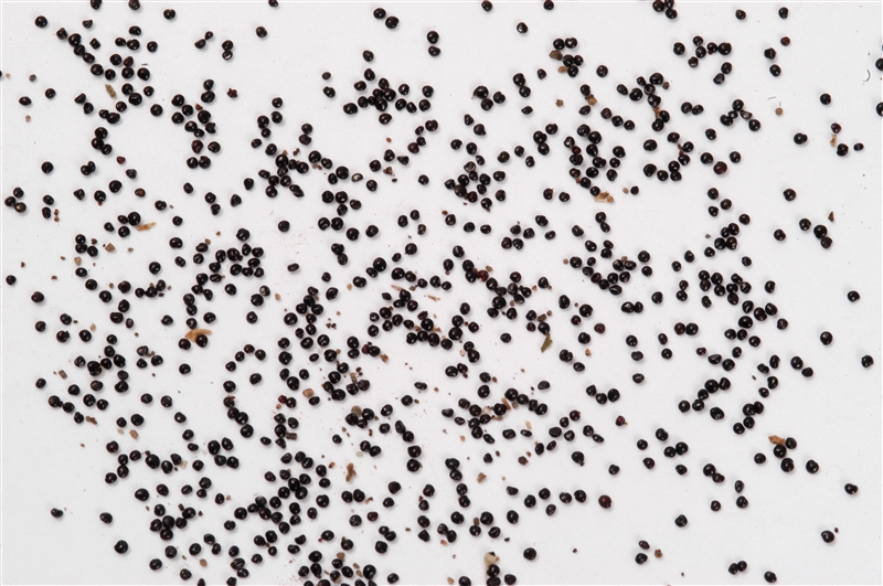 ケイトウ(ヒユ科)