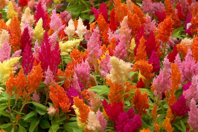 ケイトウ(ヒユ科)