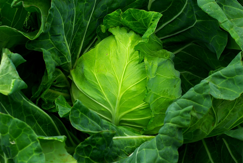 キャベツ(アブラナ科)