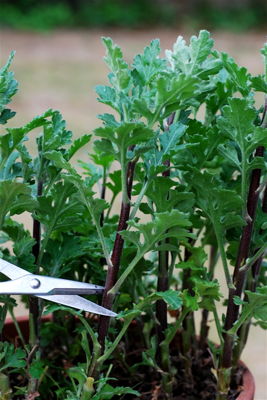 ① 枝先を7㎝程度のところで切り取る。