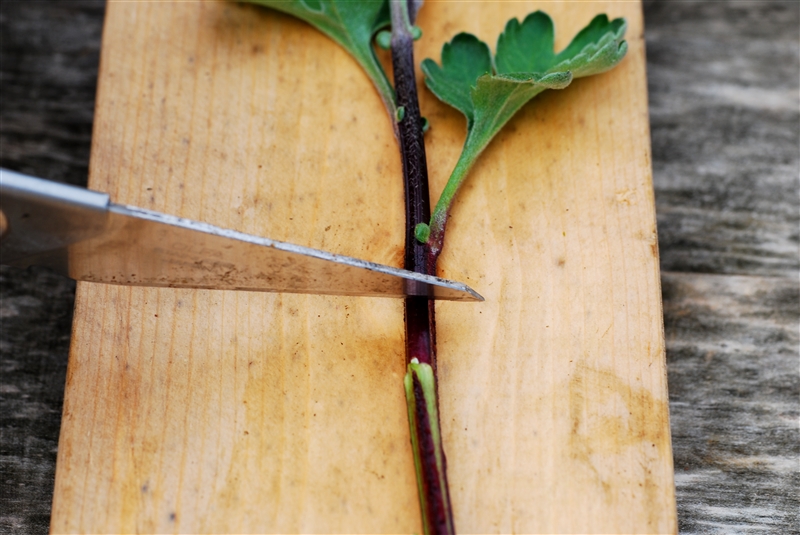 ③ 節の下5㎜くらいのところを、切り口をつぶさないように、挿し穂に適した長さに切りなおす。