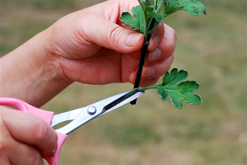 ④ 土の中に埋まる下葉を2~3枚、基部から切り取る。