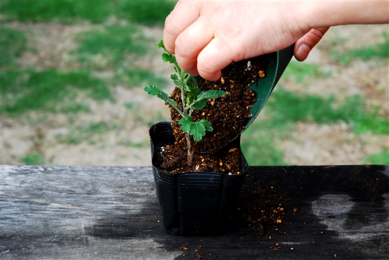 ② 3号のポリポットに植え付ける。