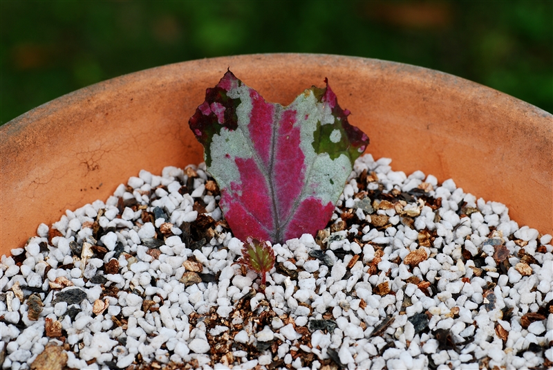 ④ 明るい日陰で管理すると、約1か月で発根し、不定芽も出る。不定芽の葉が2~3枚になったら鉢上げする。