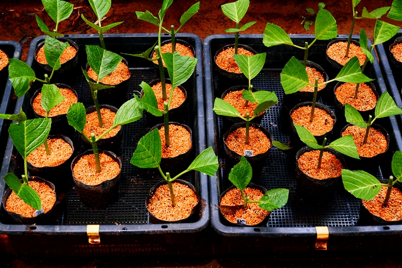 アジサイ(緑枝挿し)