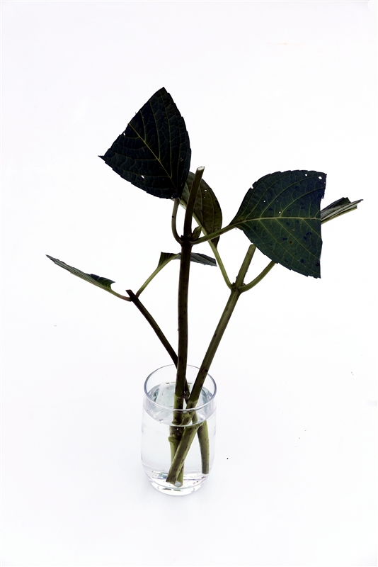 ③ 挿し穂を30分から1時間ほど水につけ、十分水揚げする。