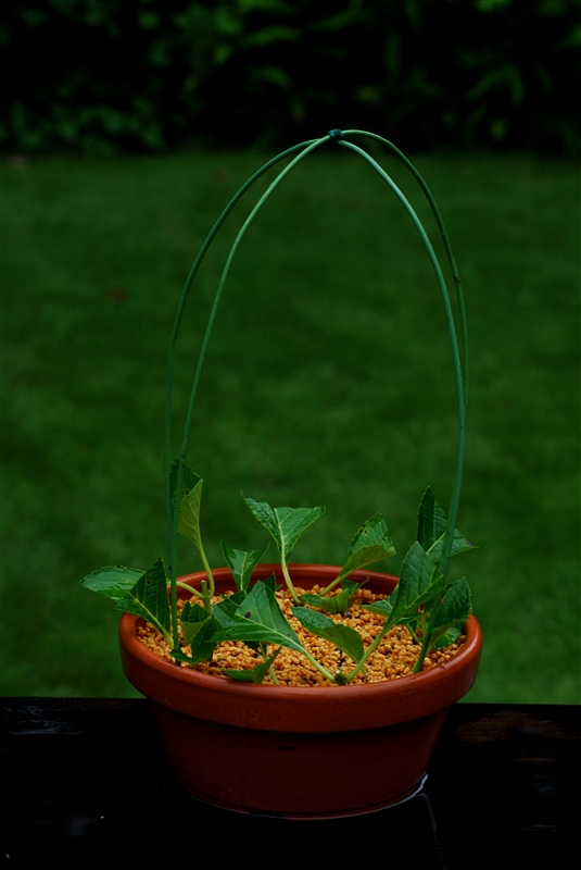 ⑦ 十分に水をやり、針金を十字に渡す。