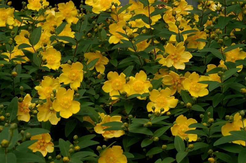 ヒペリカム'ヒドコート'