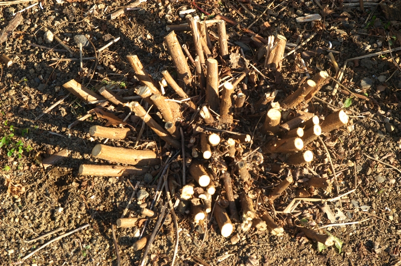 ハギ(庭植え)、花後の剪定