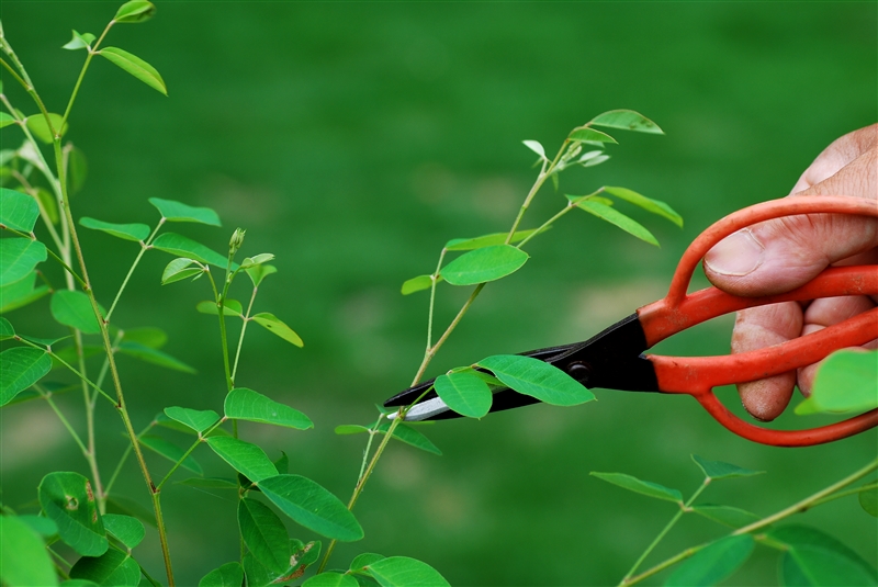 ハギ(鉢植え)の剪定