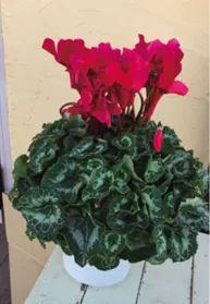 シクラメン　サムネイル