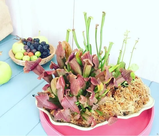 食べちゃうぞぉ〜。の植物