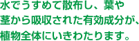 水でうすめて散布し、葉や茎から吸収された有効成分が、植物全体にいきわたります。