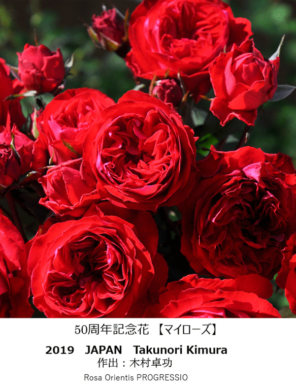 50周年記念花「マイローズ」