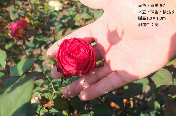 花型はころころとしたカップ咲きからロゼット咲き