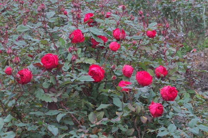 病気に強く丈夫。房咲きでつぼみがどんどん上がってきます