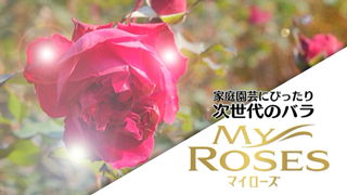 「マイローズ」　品種の説明動画がこちらからごらんになれます