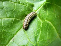 植物につく害虫