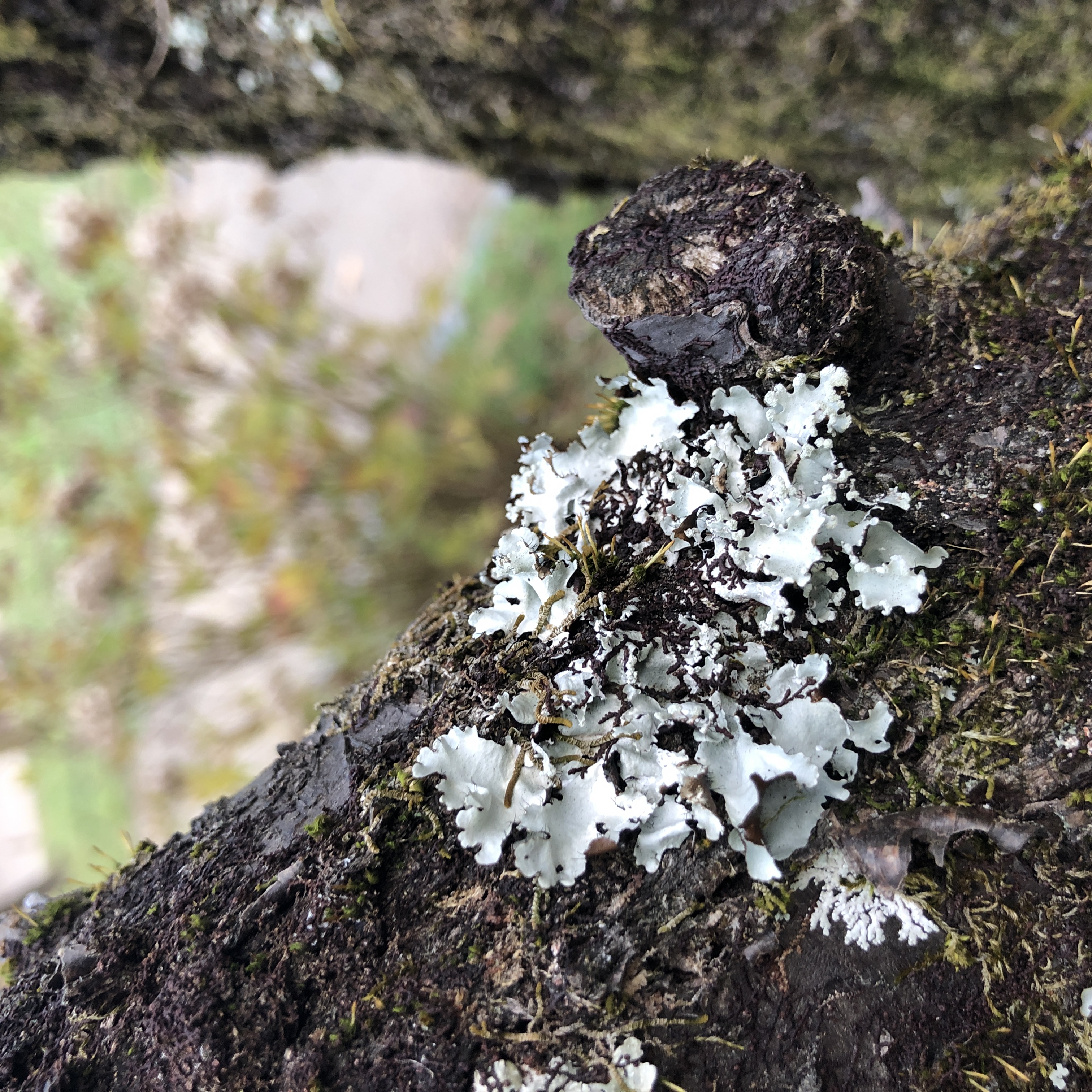古木に付着する地衣類