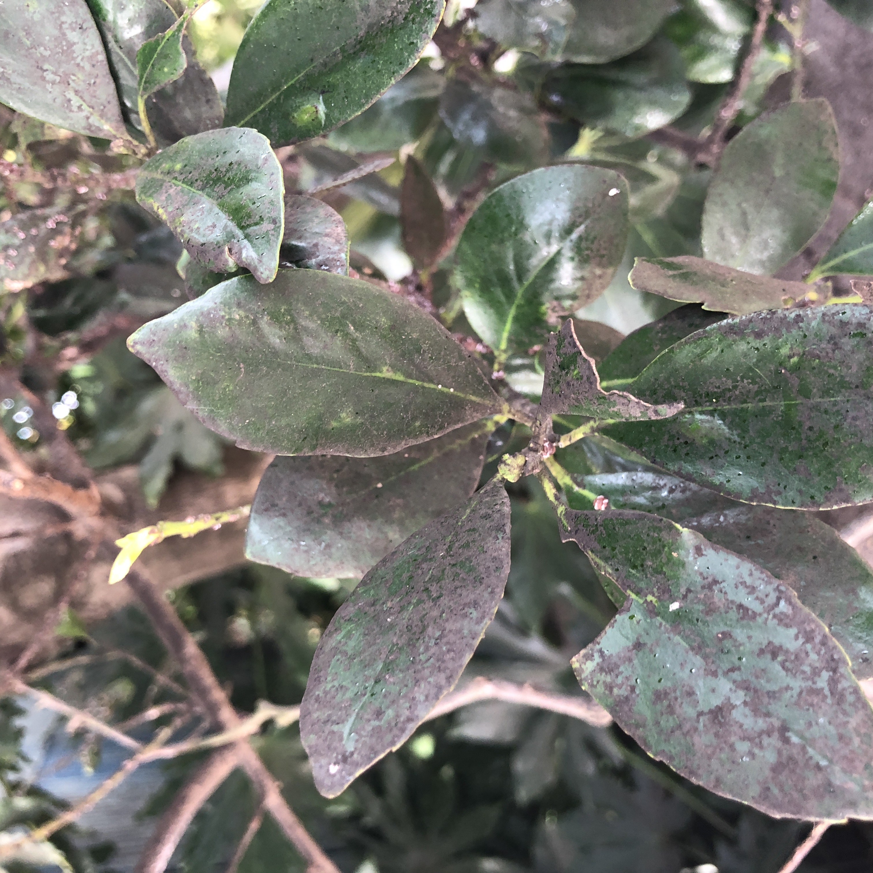 病気のようで病気じゃない～すす病～