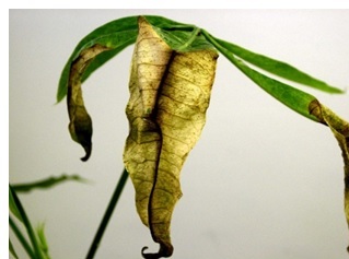 冷害による葉焼け（パキラ）