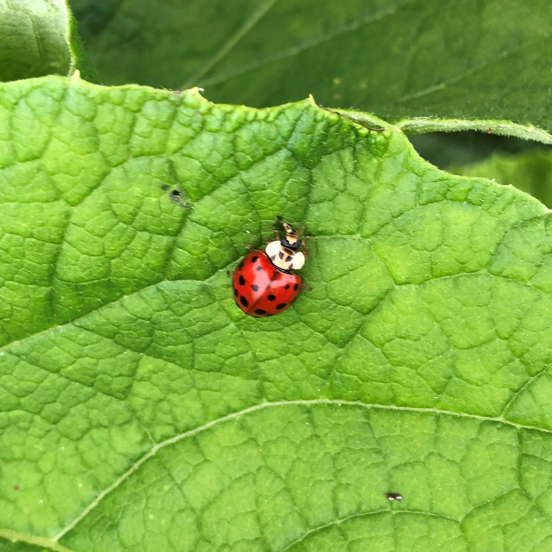 ナミテントウ成虫