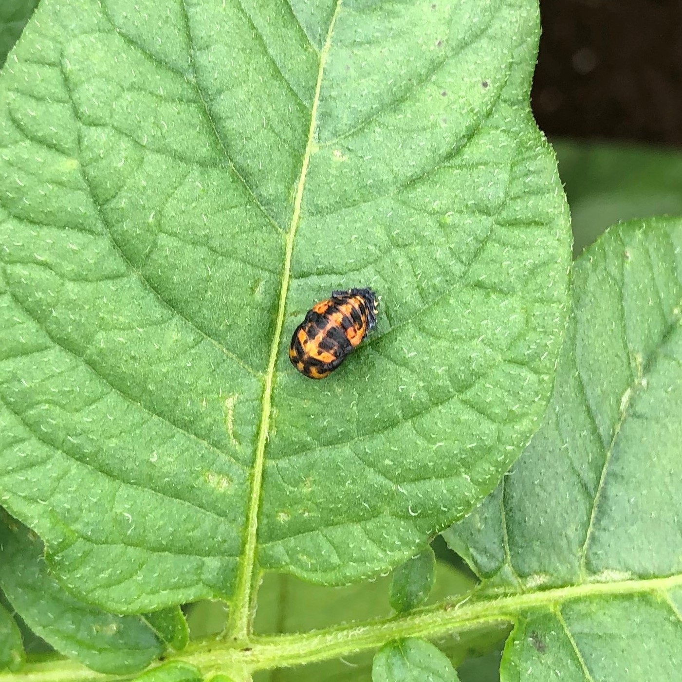 ナナホシテントウ蛹