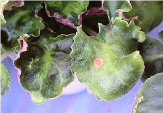 葉焼け（セントポーリアのリングスポット）