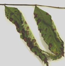 葉焼け（ナナカマドの薬害）