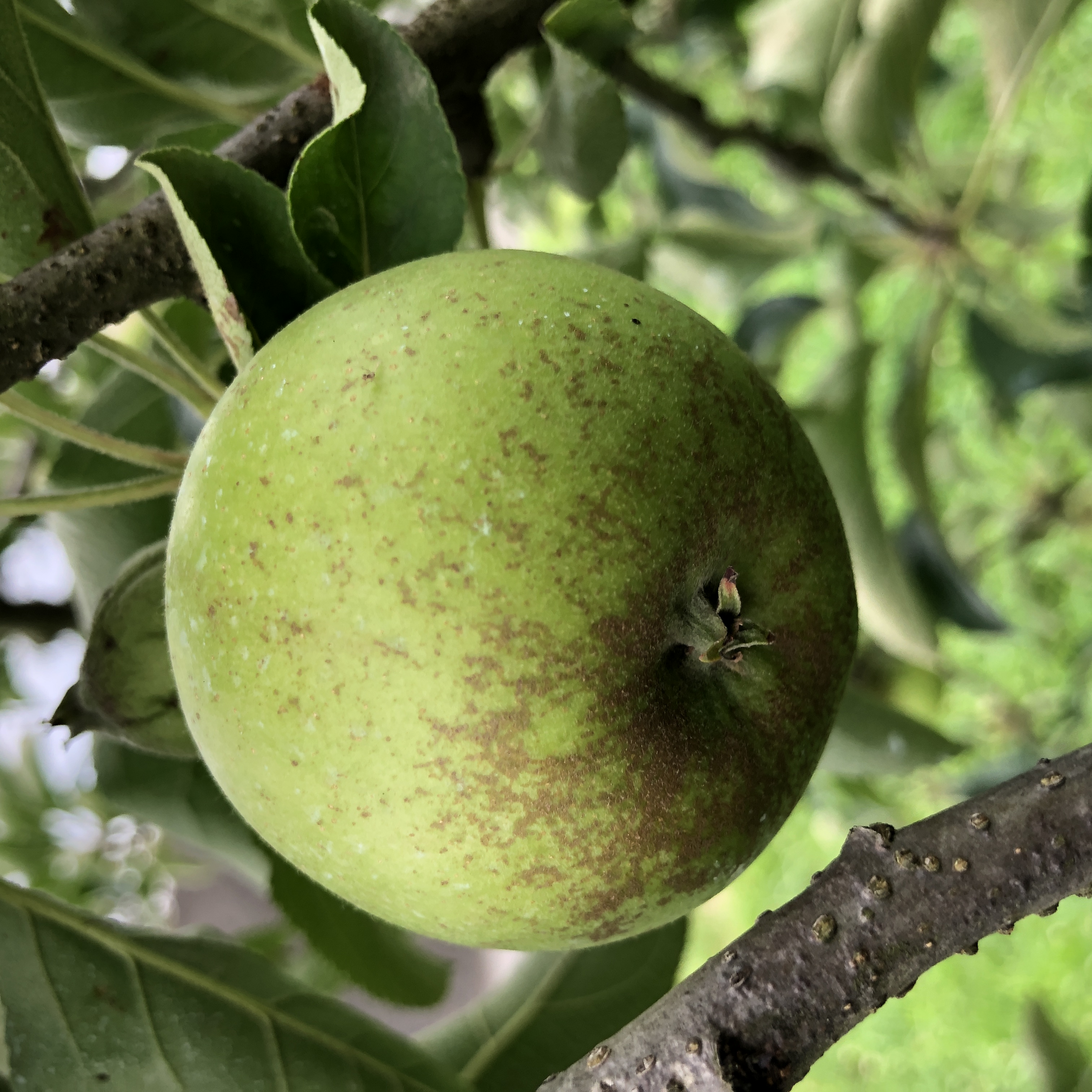 さび果（りんご）