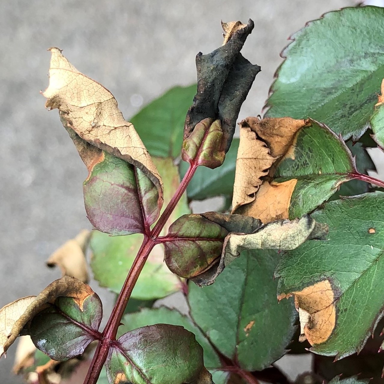 水枯れ（ばら）