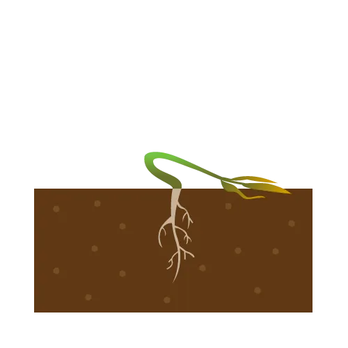 1年以内に枯れてしまう