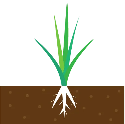 草が伸びれば根も伸びる