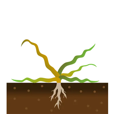 成分は根から茎葉にも移動