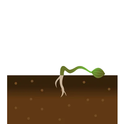 種子は発根してすぐに枯れる