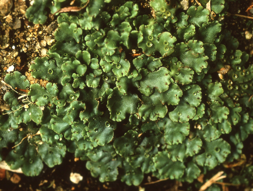 ゼニゴケの写真