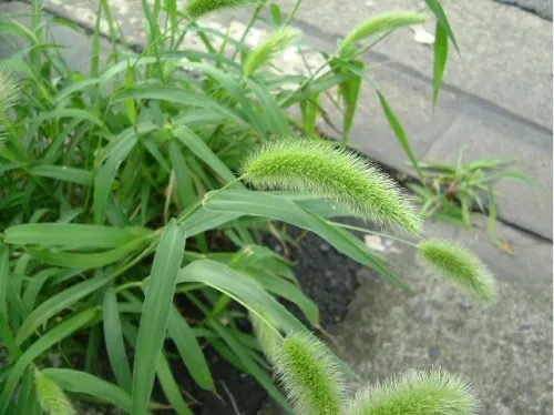 エノコログサの画像